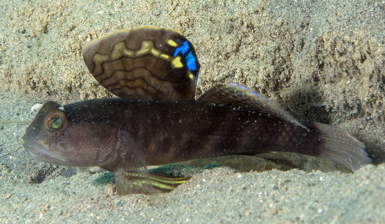 New! Red Sea Marine Life Workshop
